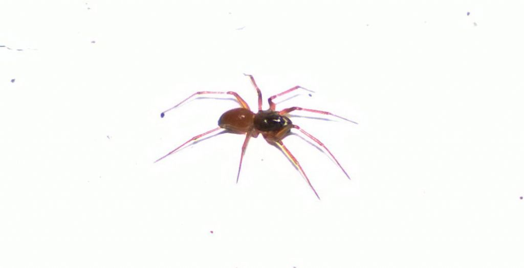Ostearius melanopygius con acaro - Francavilla Fontana (BR)